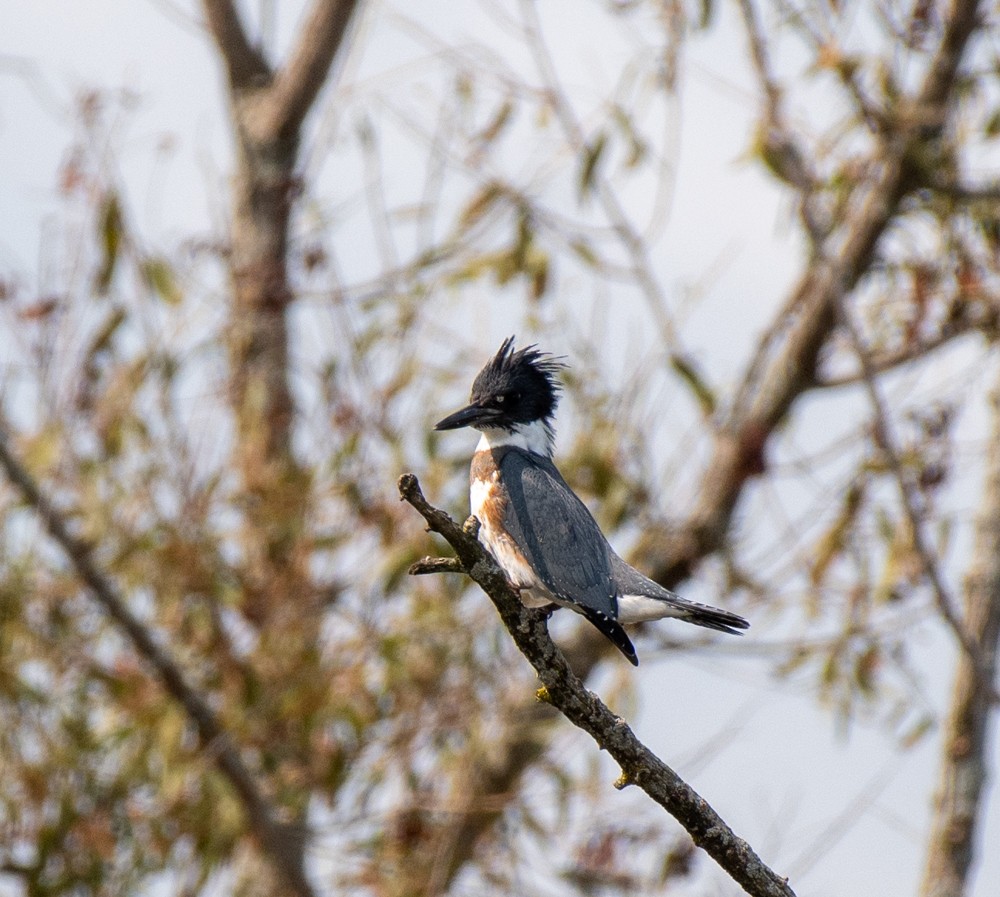 Belted Kingfisher - ML484242271