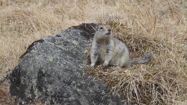 Arctic ground squirrel - ML484243