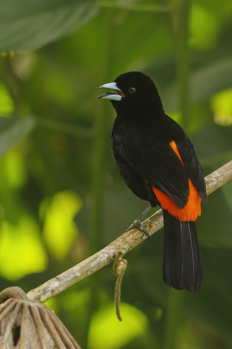 Flame-rumped Tanager (Flame-rumped) - ML484243881