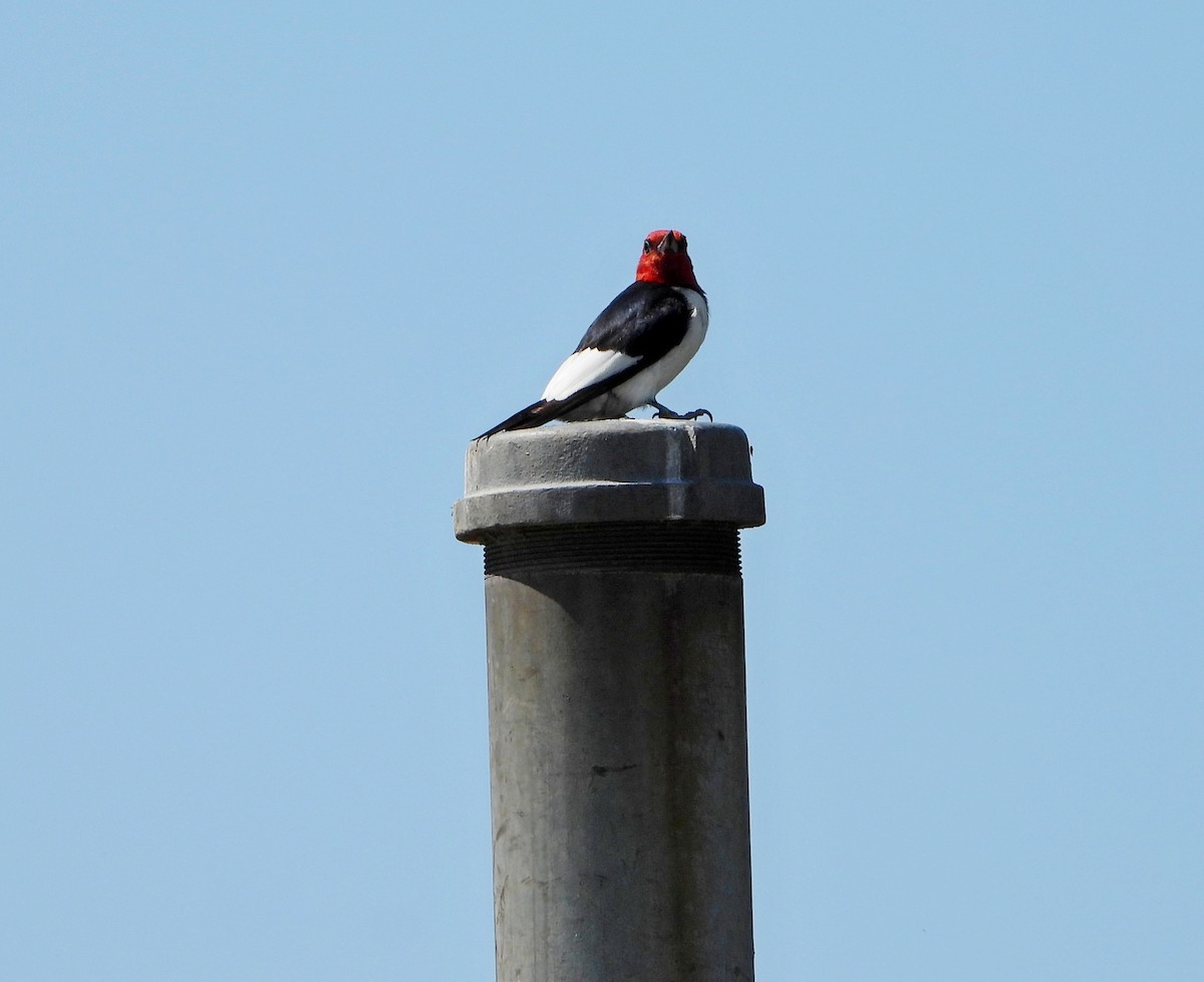 Red-headed Woodpecker - ML484247031