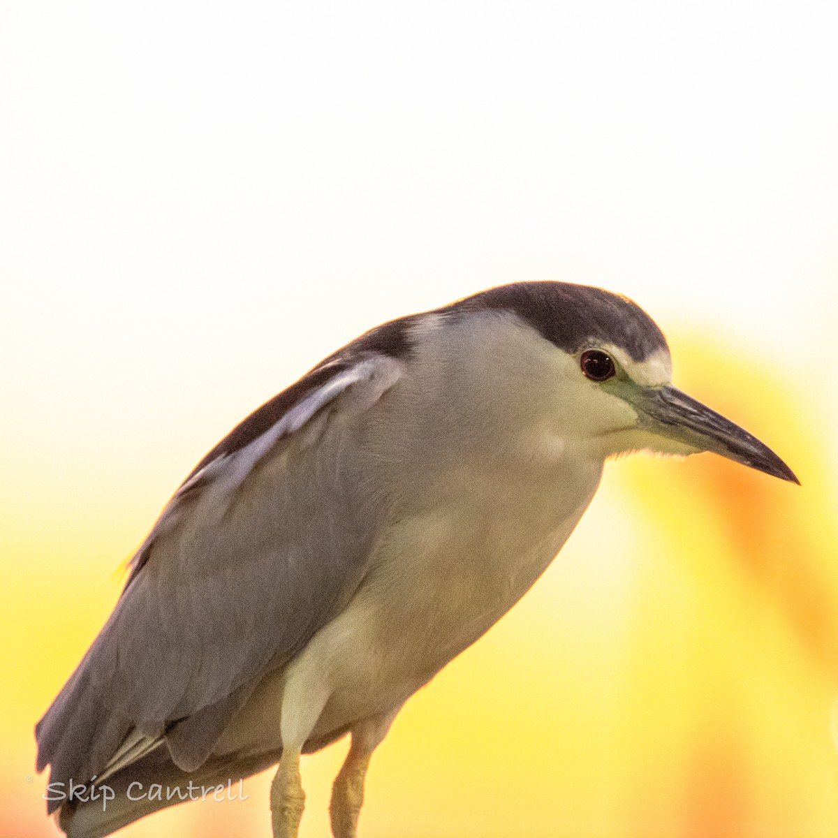 Black-crowned Night Heron - Skip Cantrell