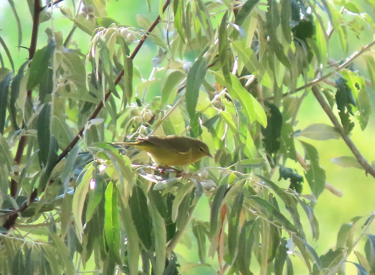 Orange-crowned Warbler - ML484247831