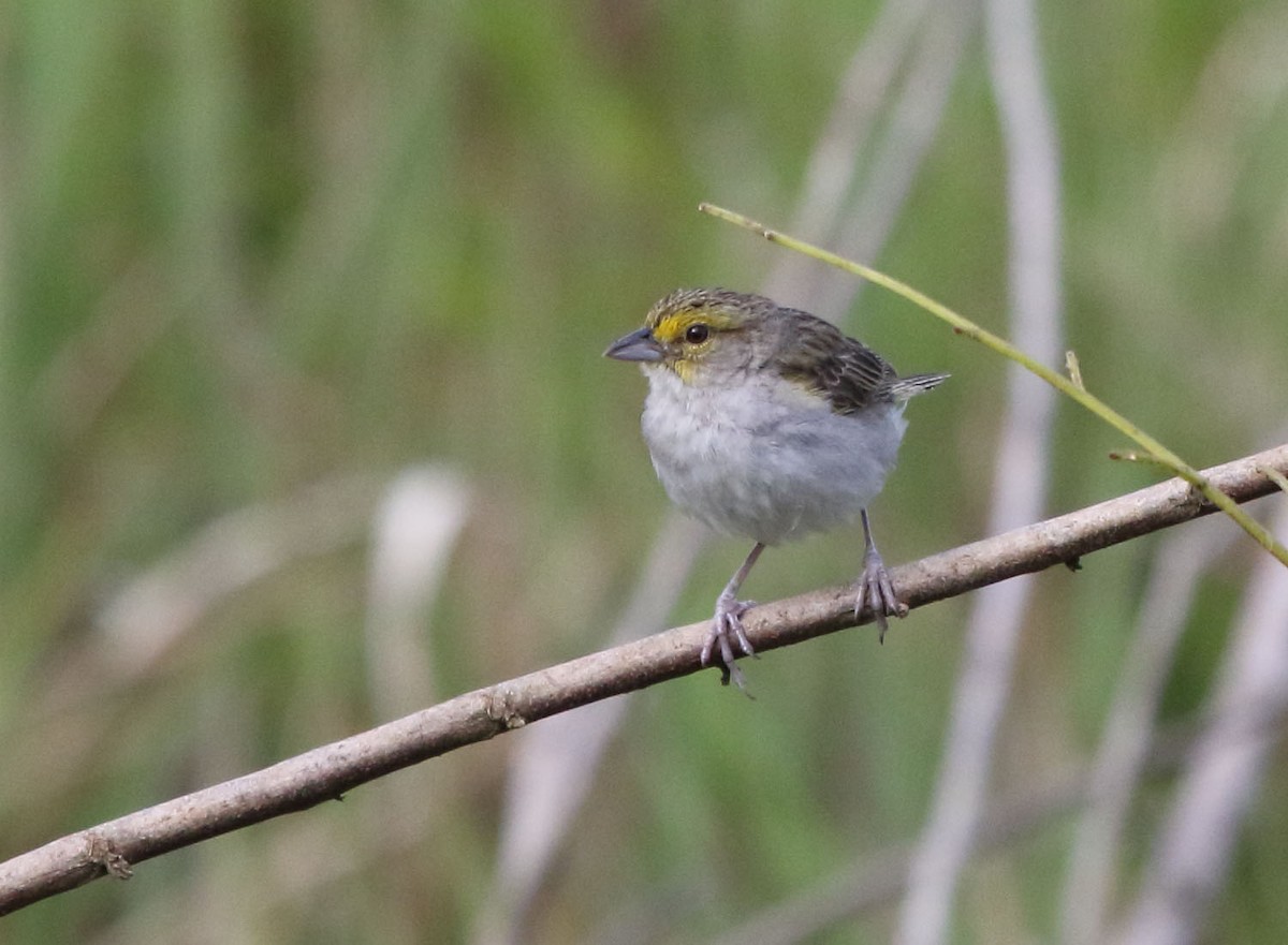 Yellow-browed Sparrow - ML48425301