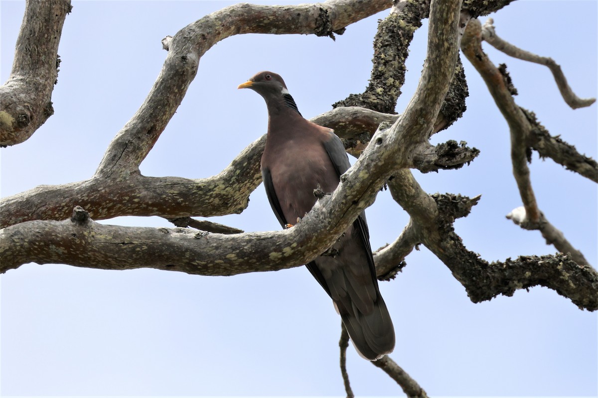 Band-tailed Pigeon (White-necked) - ML484260711