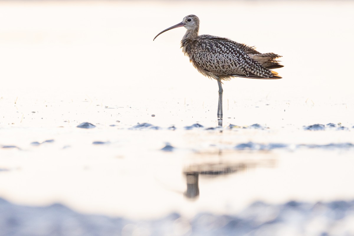 Long-billed Curlew - ML484261601