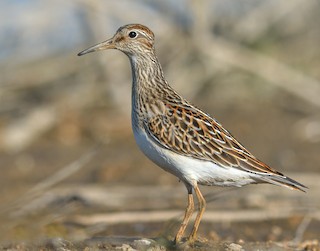 Pectoral Sandpiper