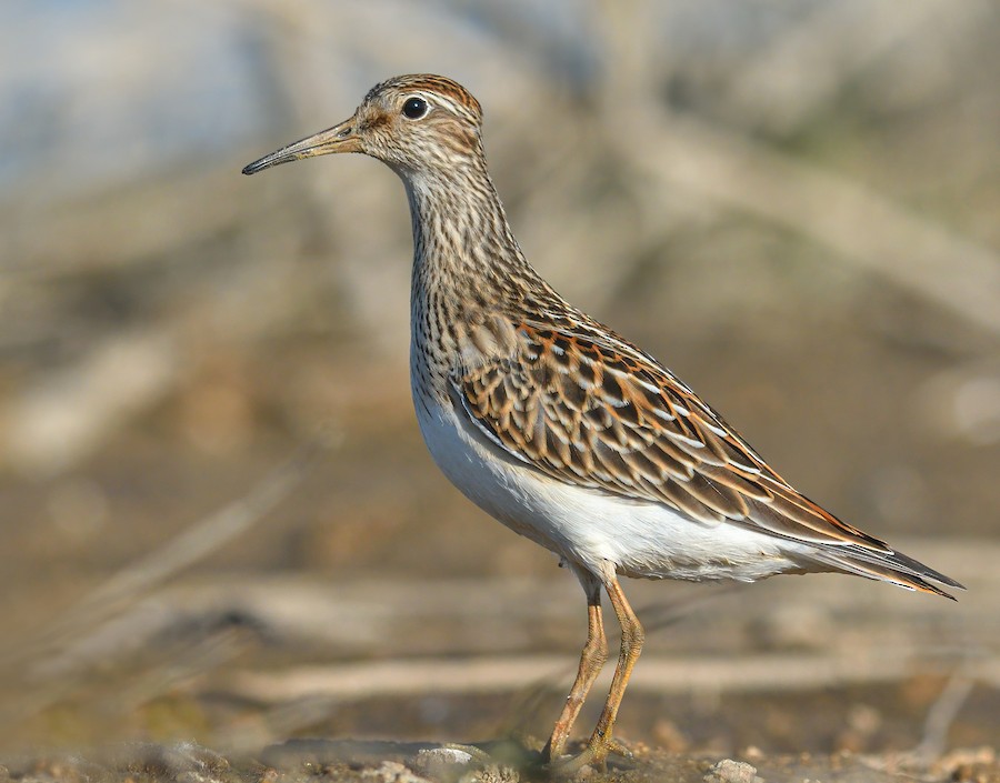 Pectoral Sandpiper