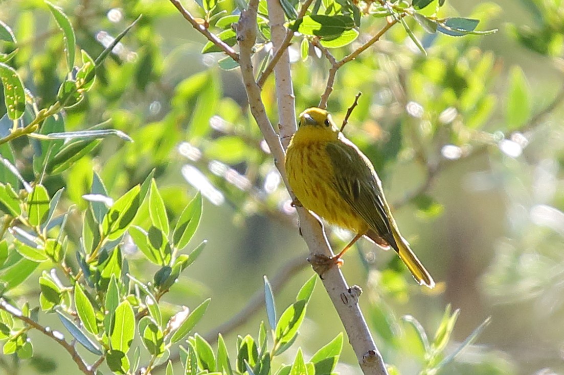 Yellow Warbler - David Lewis