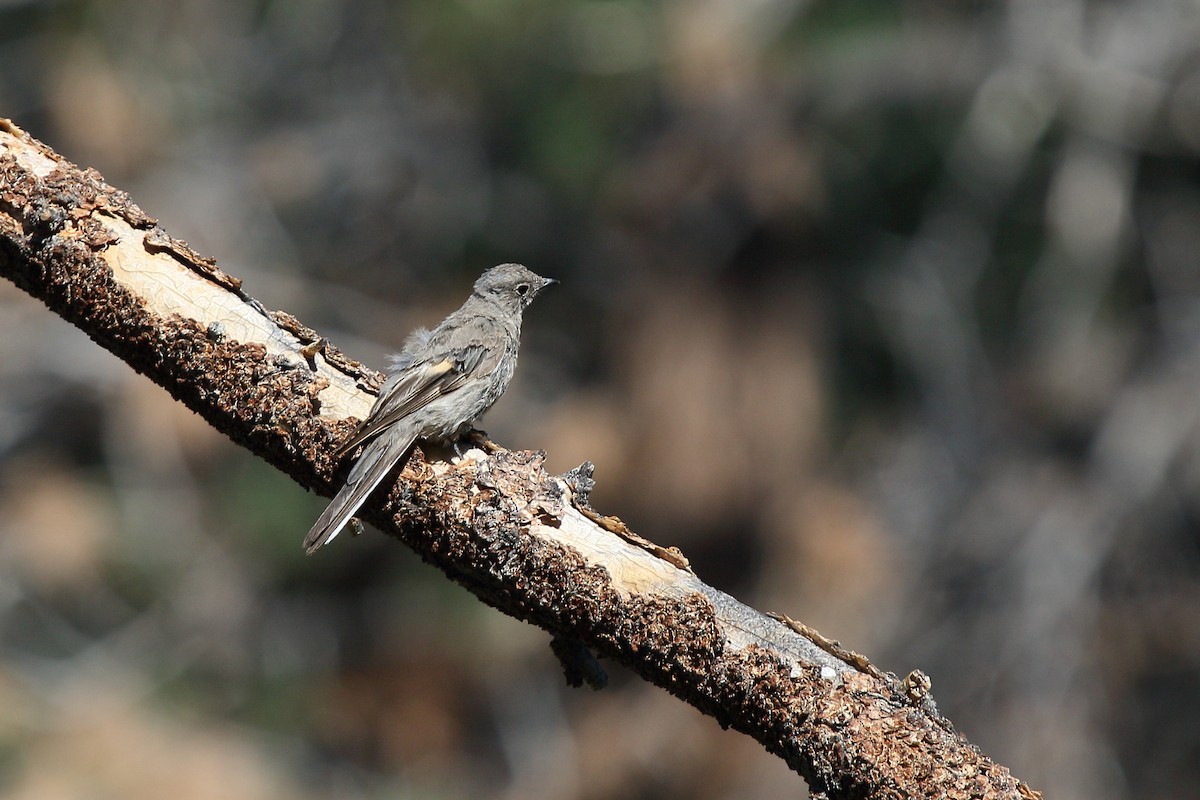 Townsend's Solitaire - David Lewis
