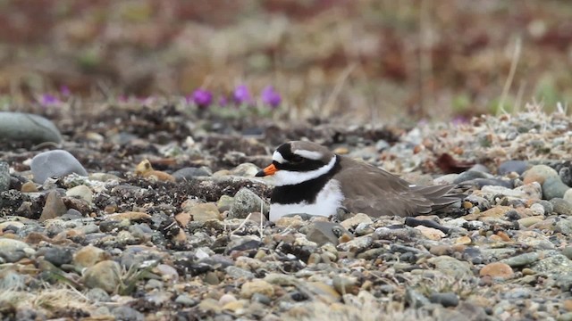 Common Ringed Plover - ML484268