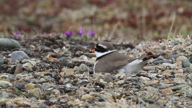 Common Ringed Plover - ML484269