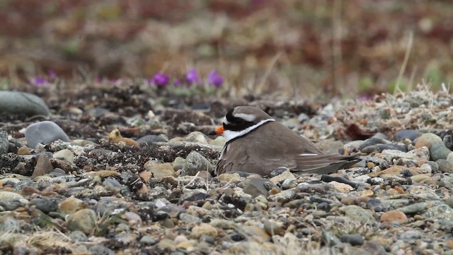 Common Ringed Plover - ML484270