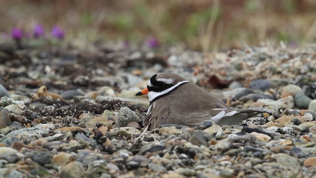 Common Ringed Plover - ML484271
