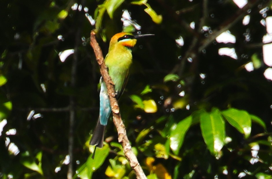 Rainbow Bee-eater - Chris Conard