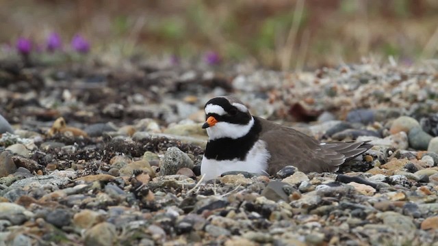 Common Ringed Plover - ML484272
