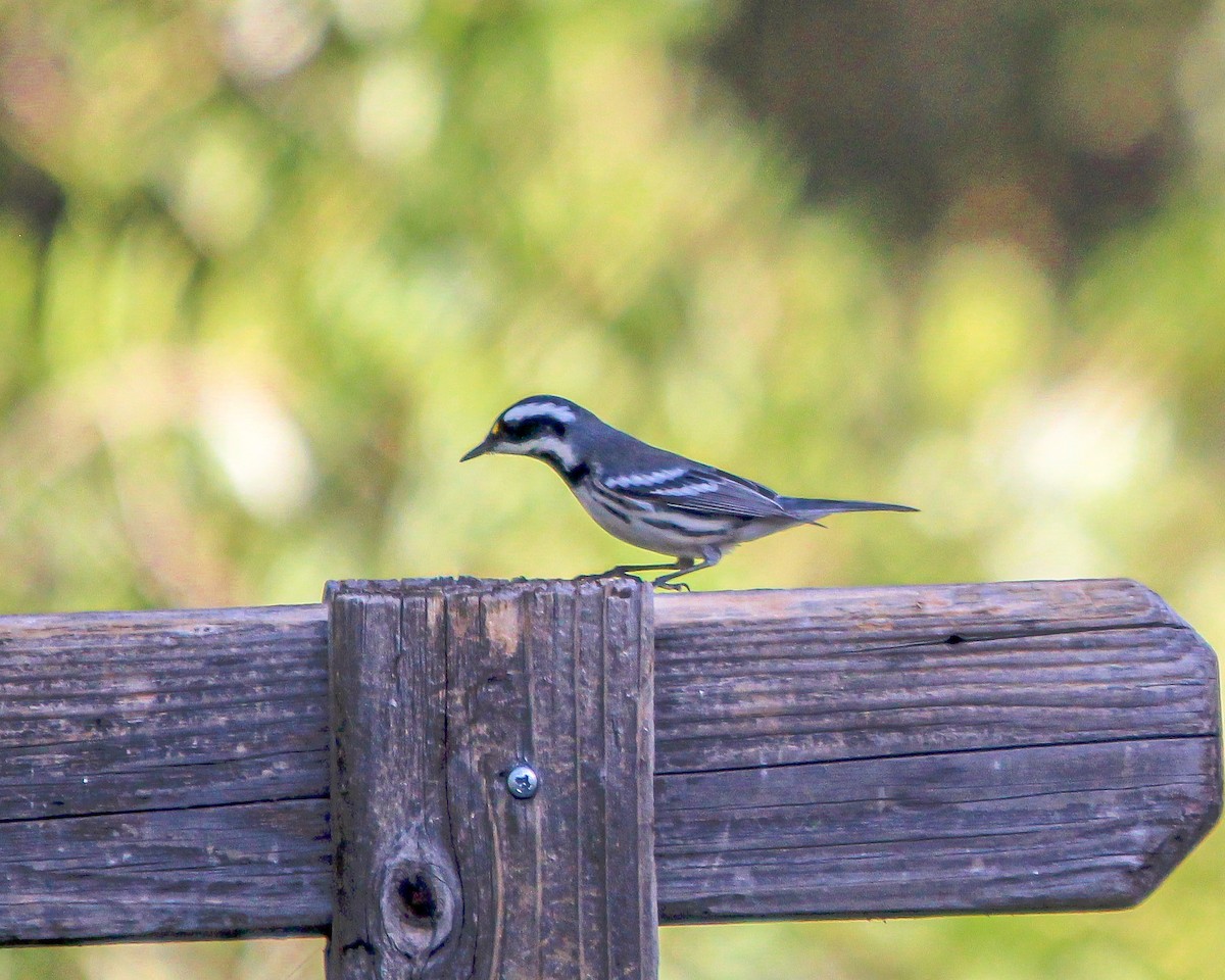 Black-throated Gray Warbler - ML484272101