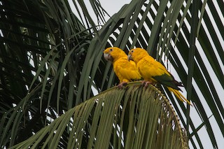 A) 1973, BRAZIL, FAUNA AND FLORA, SCARLET GUACAMAYO BIRD PALMA DE CAMAUBA,  1.00