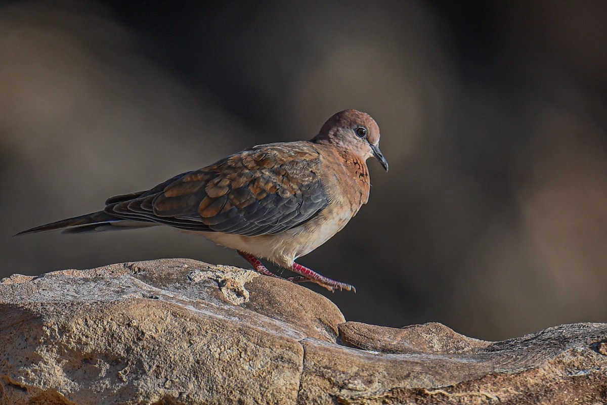 Laughing Dove - ML484272651