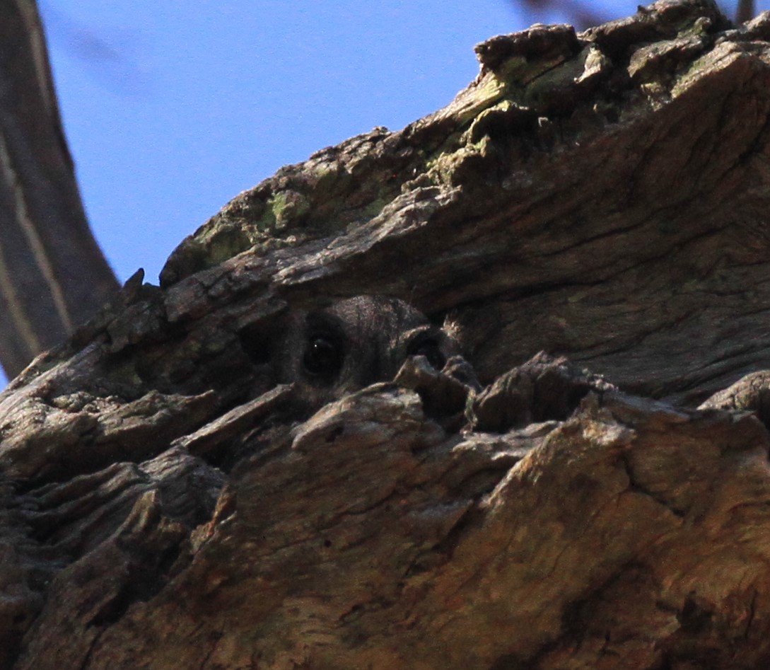 Australian Owlet-nightjar - Peter Sawyer