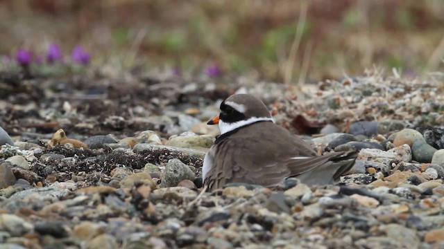 Common Ringed Plover - ML484273