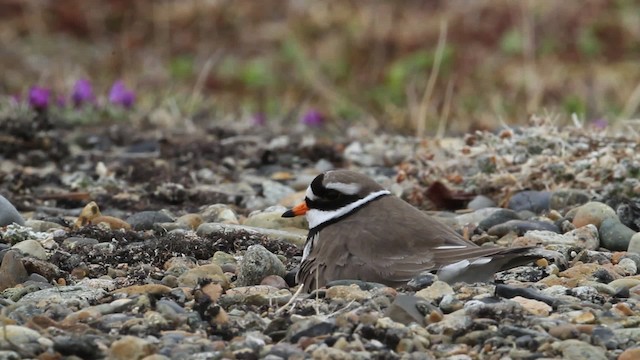 Common Ringed Plover - ML484274