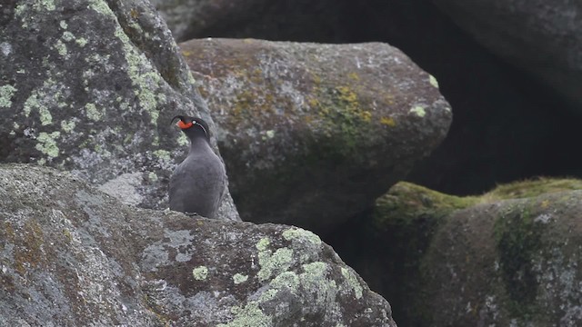 Crested Auklet - ML484276