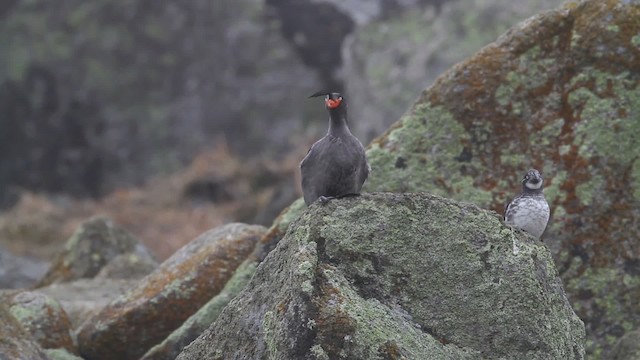 Crested Auklet - ML484277