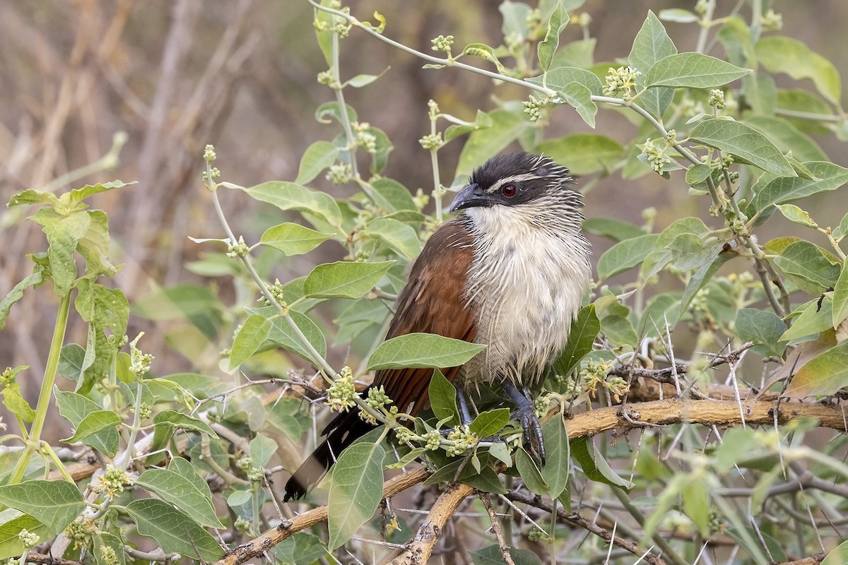 White-browed Coucal (White-browed) - ML484277391