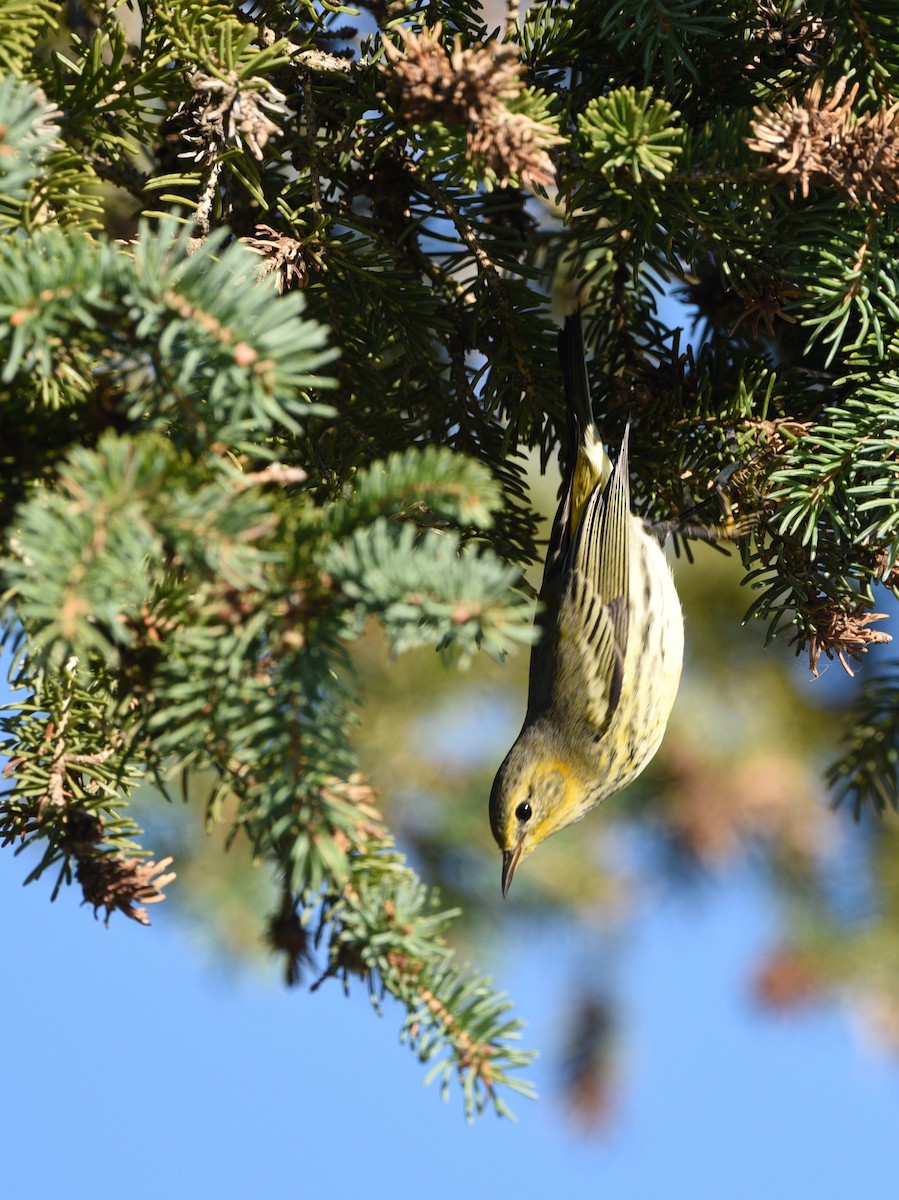 Cape May Warbler - ML484277671