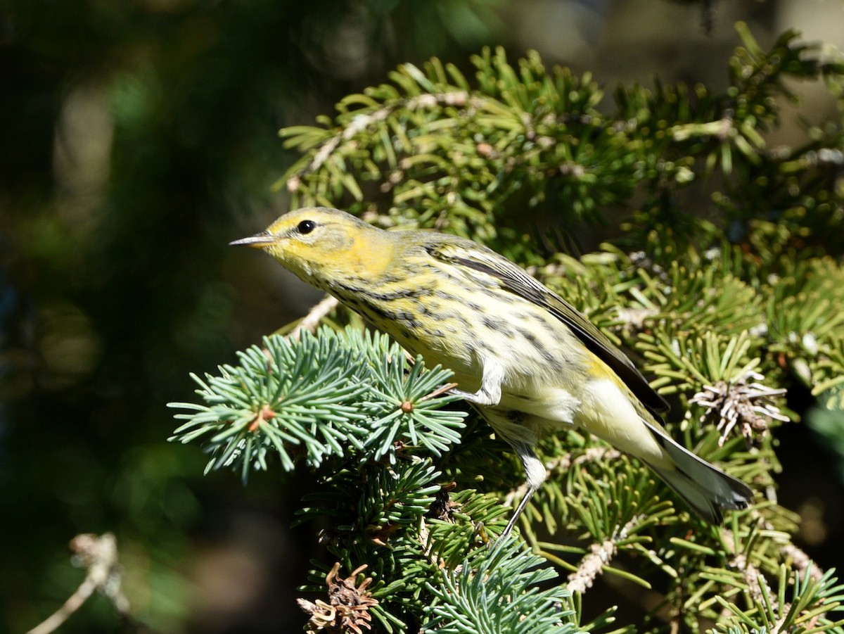Cape May Warbler - ML484277701