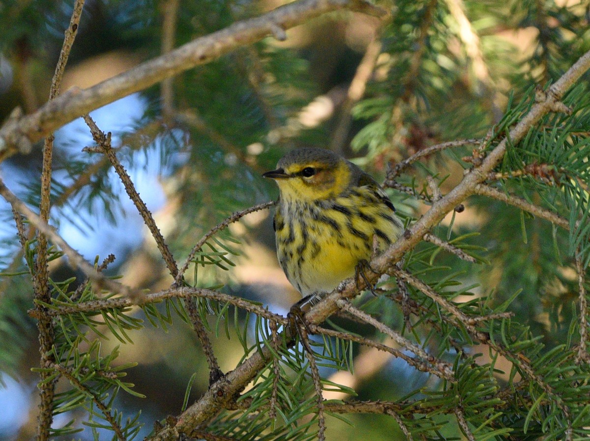Cape May Warbler - ML484277741