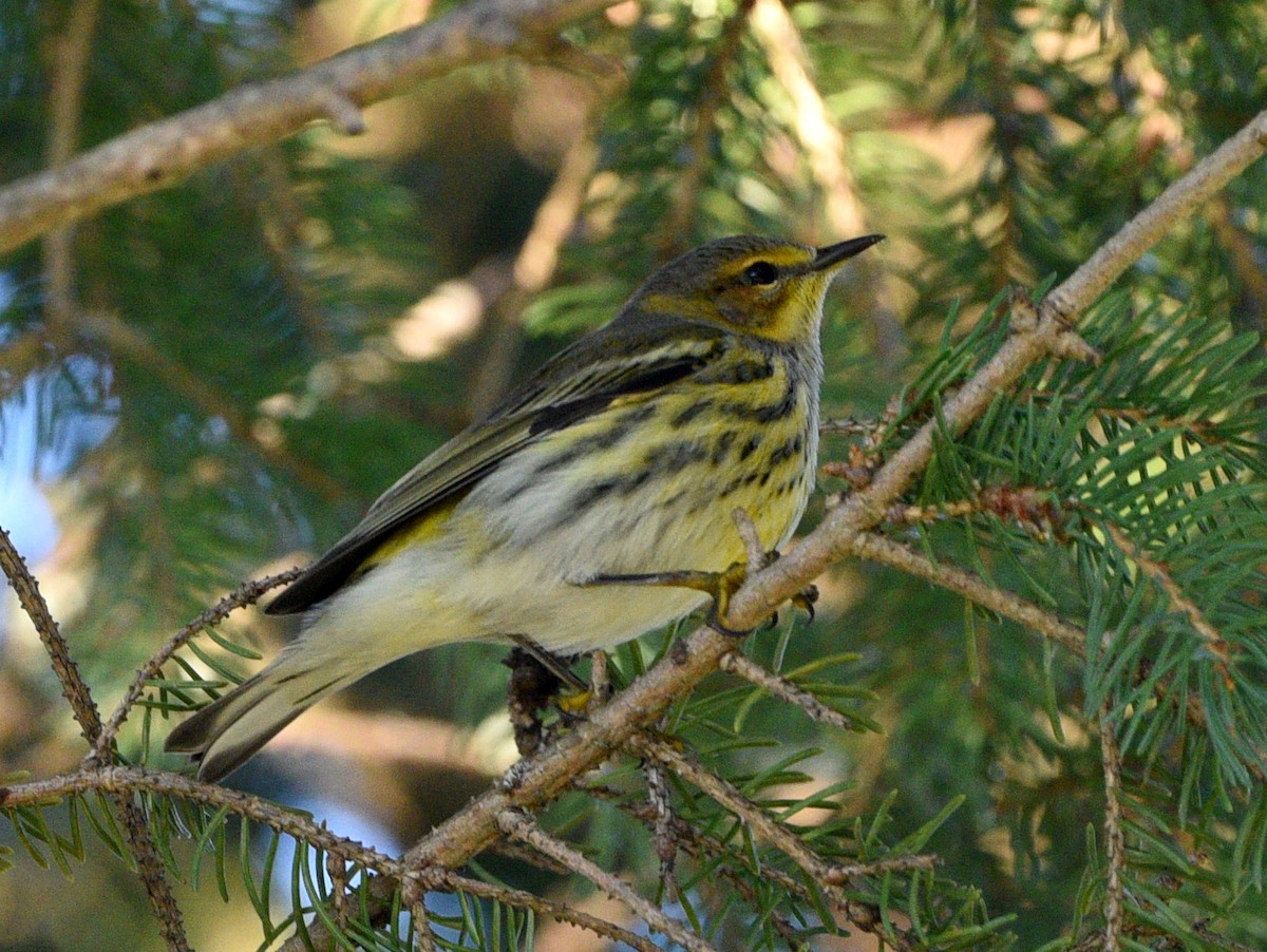 Cape May Warbler - ML484277761