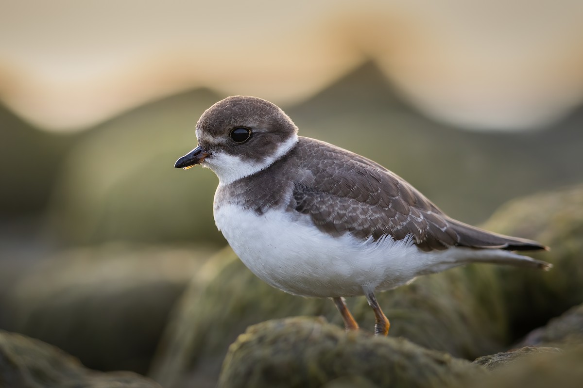 Semipalmated Plover - ML484278971