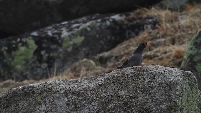 Crested Auklet - ML484279