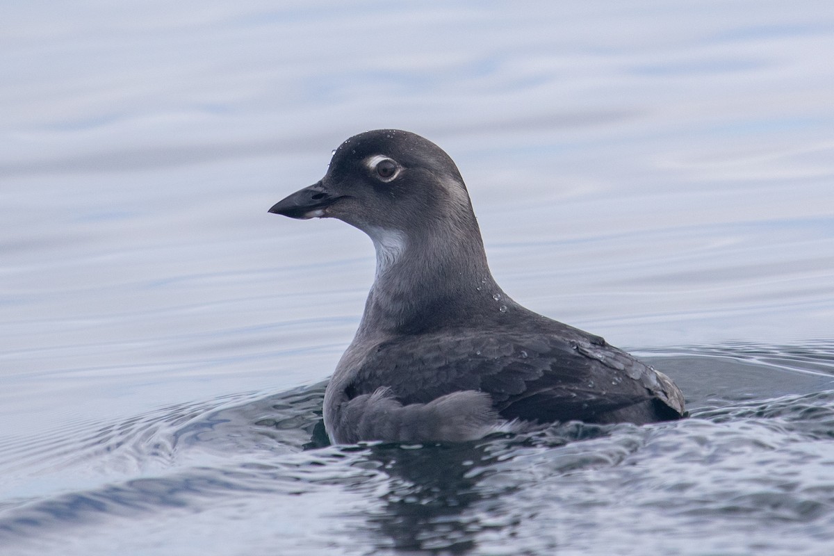 Cassin's Auklet - Robin Corcoran