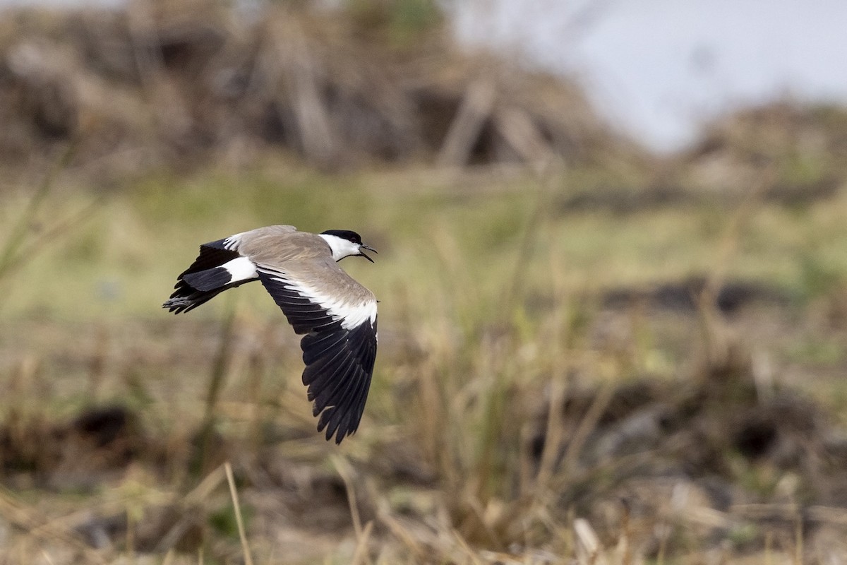 Spur-winged Lapwing - ML484281081