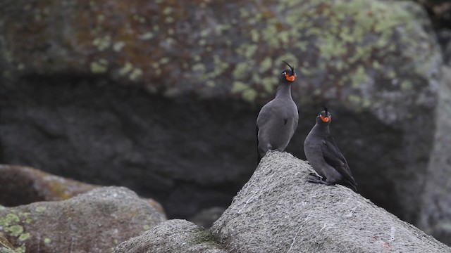 Crested Auklet - ML484283