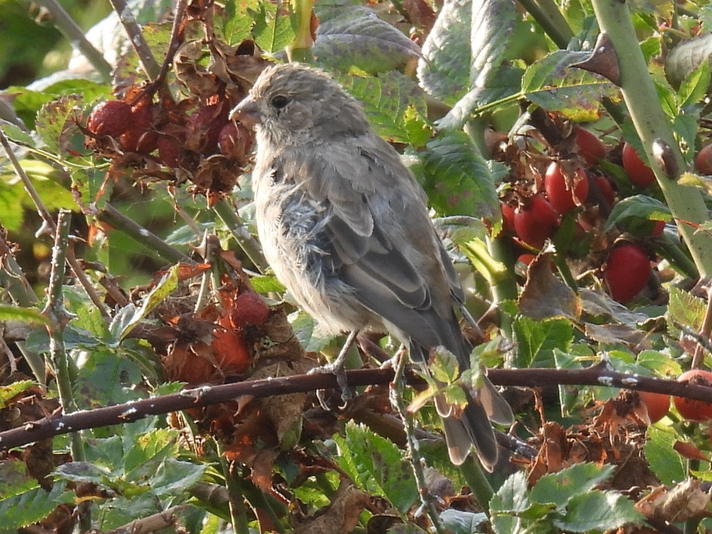 ML484283811 House Finch Macaulay Library   1200