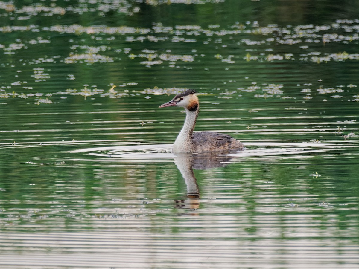 Great Crested Grebe - ML484290351