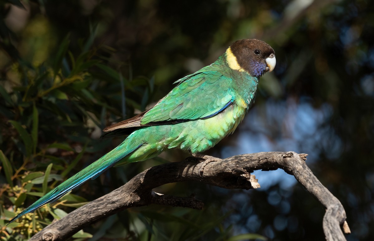 Perico de Port Lincoln (zonarius) - ML484294981