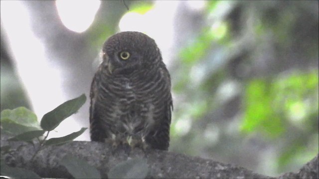 Asian Barred Owlet - ML484295441
