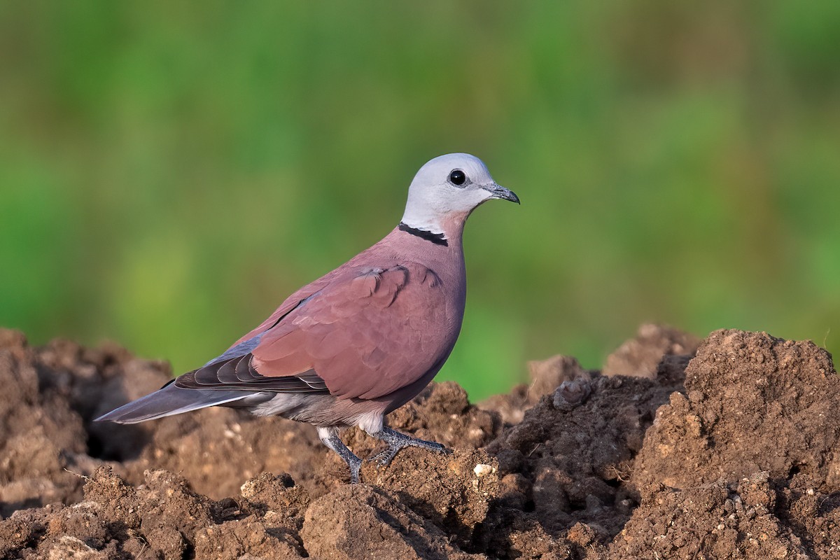 ML484296491 Red CollaredDove Macaulay Library