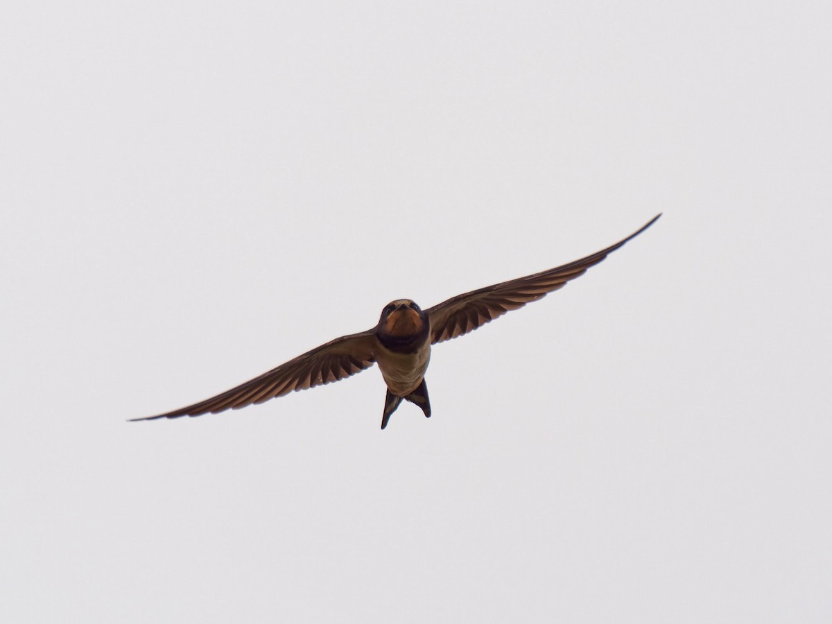Barn Swallow - ML484302641