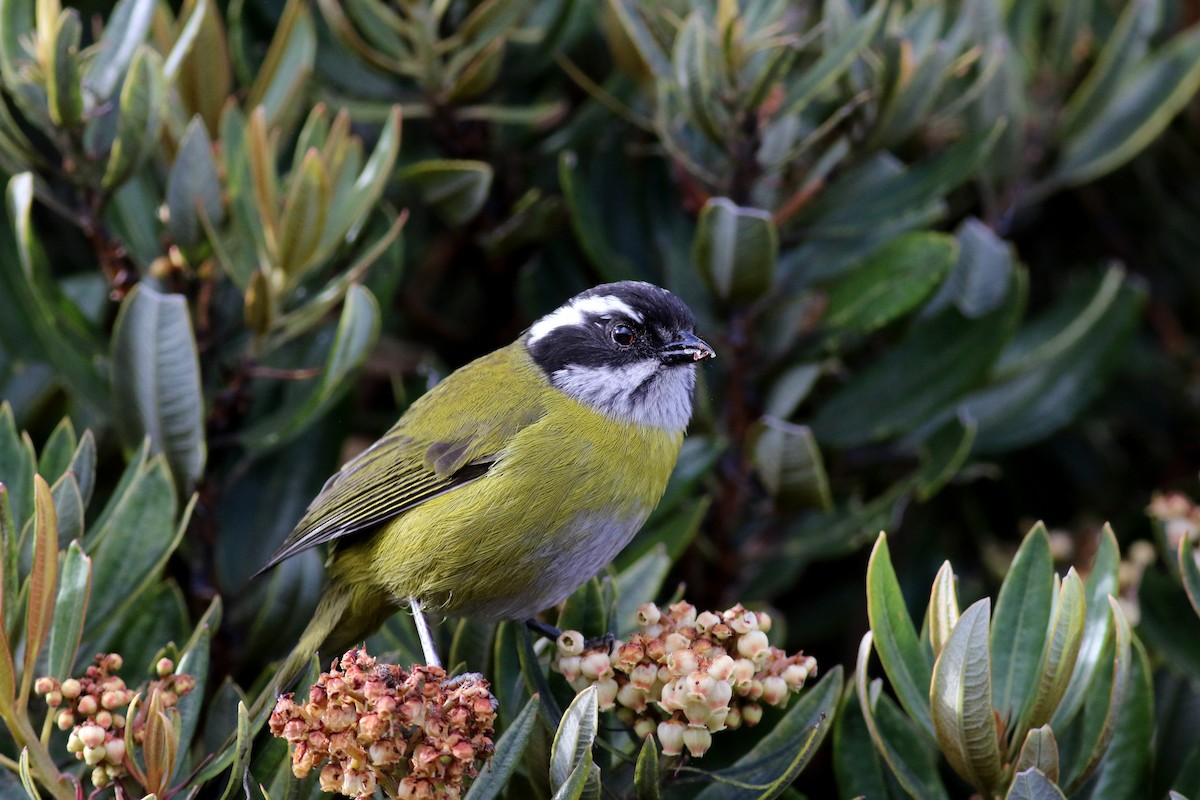 Sooty-capped Chlorospingus - ML48430521