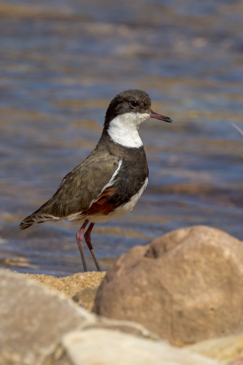 Red-kneed Dotterel - ML484306161