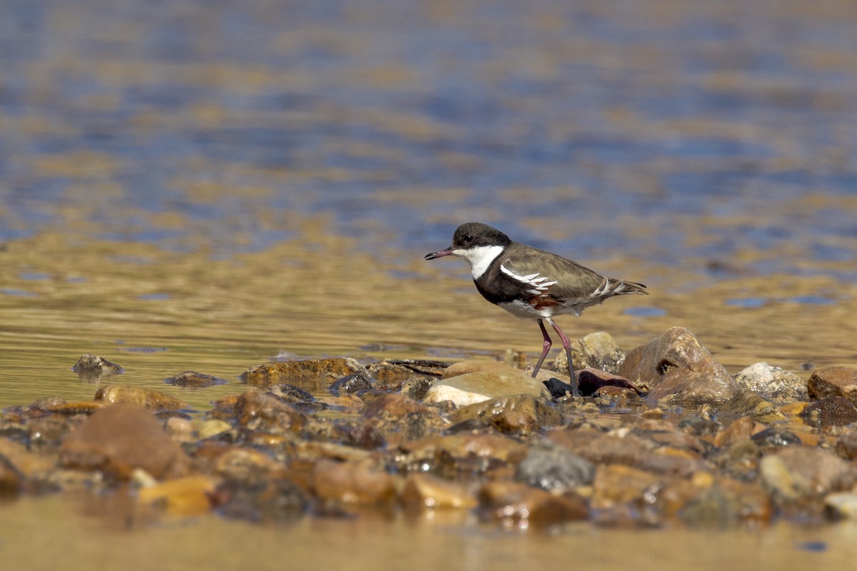 Red-kneed Dotterel - ML484306221