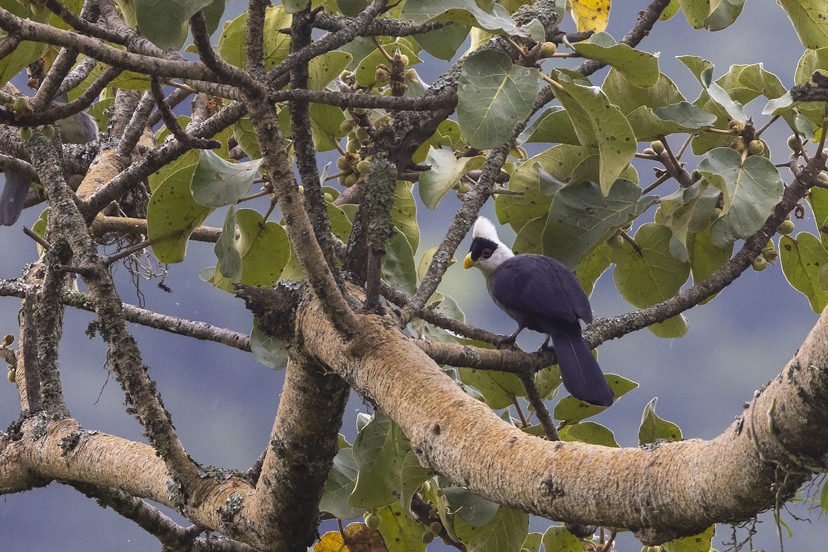 White-crested Turaco - ML484306631