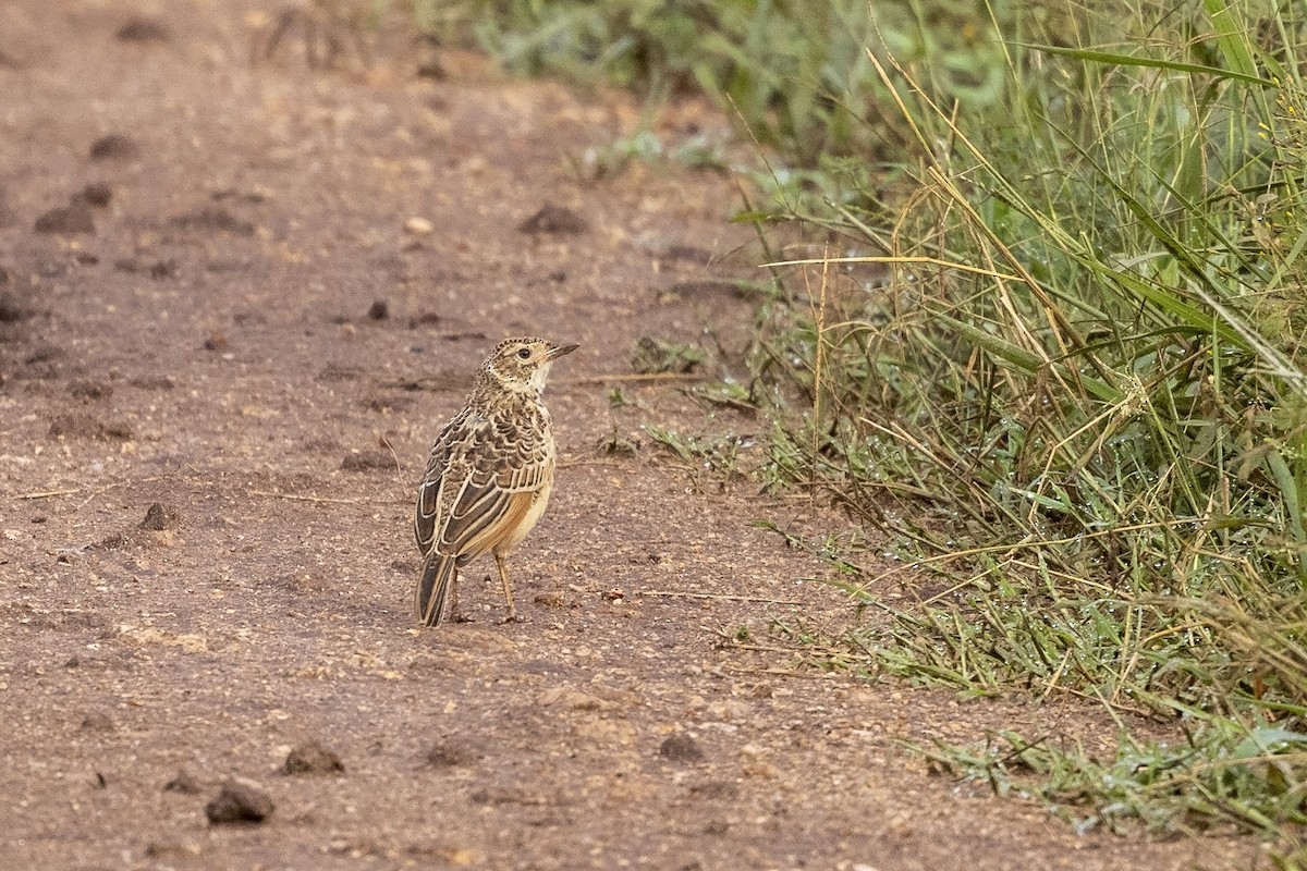 Red-winged Lark (Red-winged) - Niall D Perrins