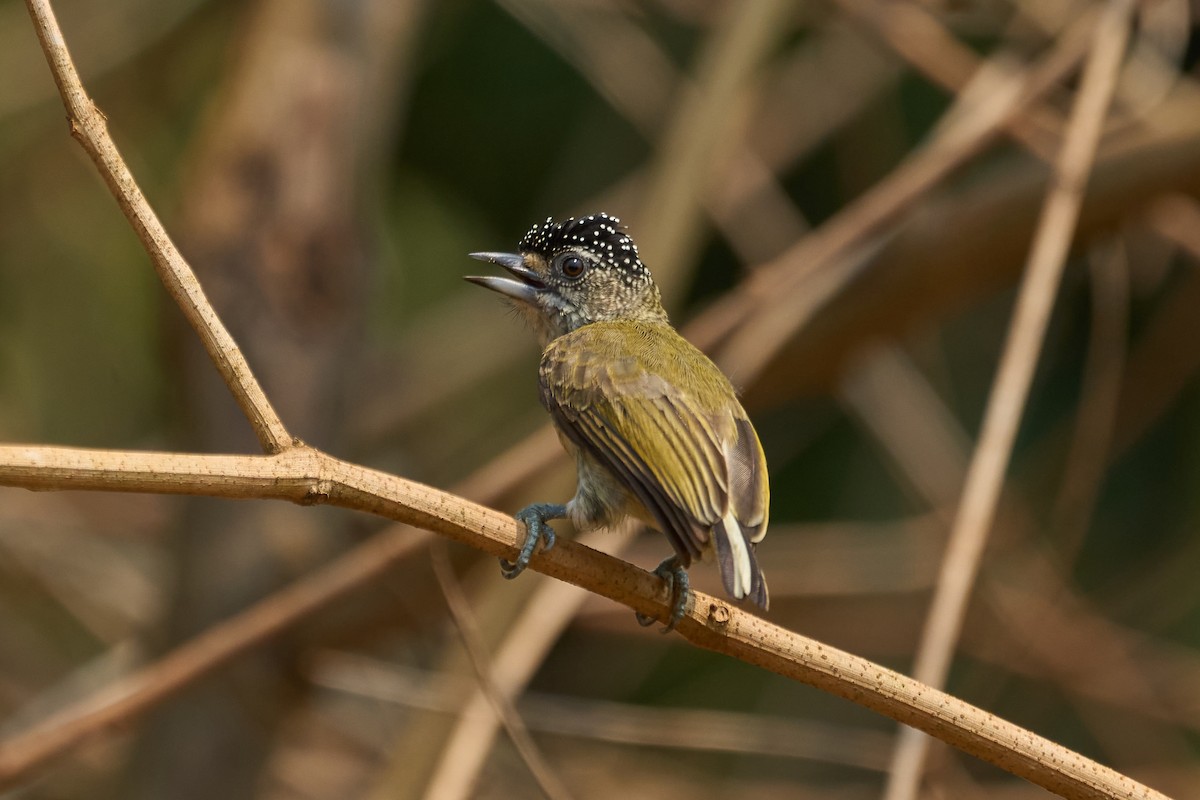 Fine-barred Piculet - ML484311811