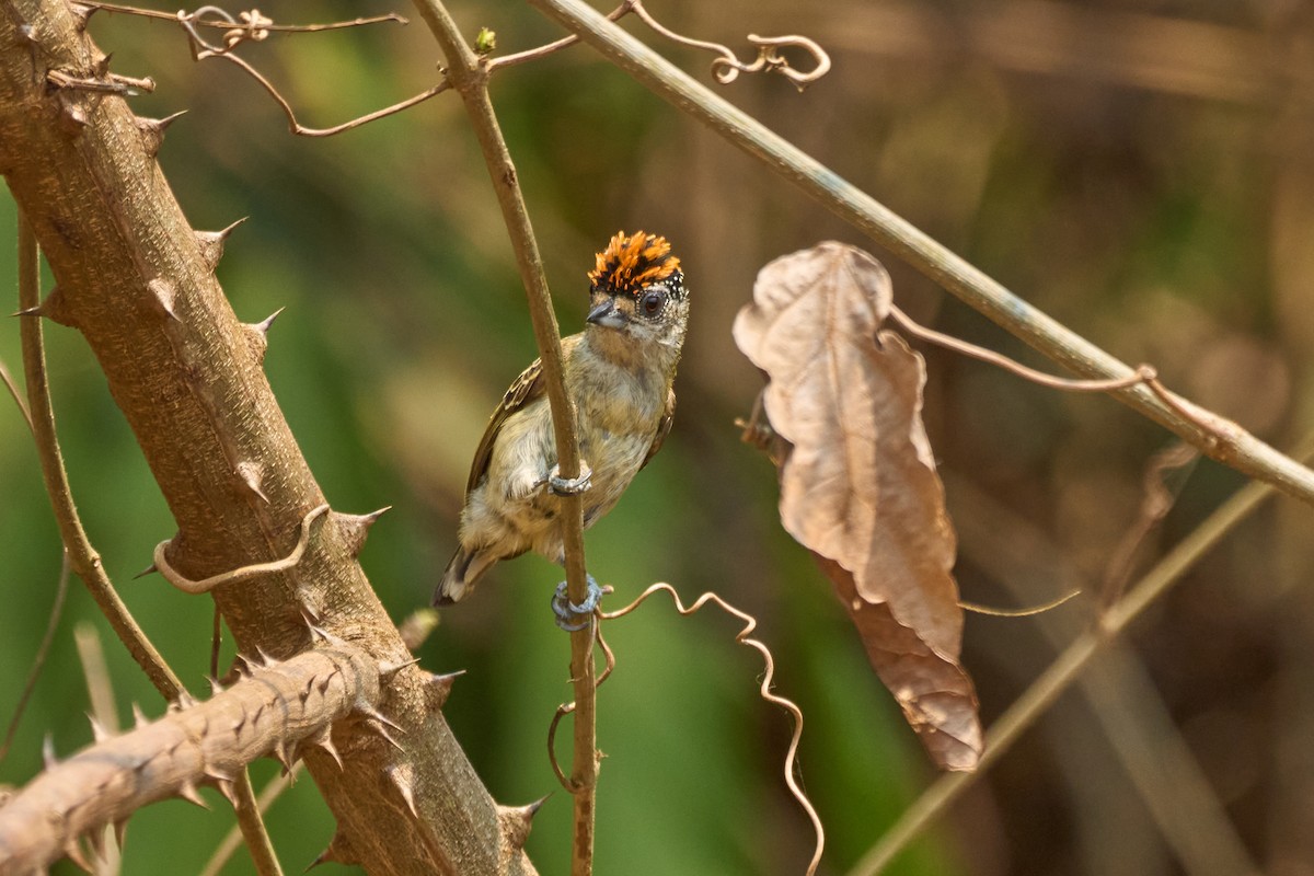 Fine-barred Piculet - ML484311821